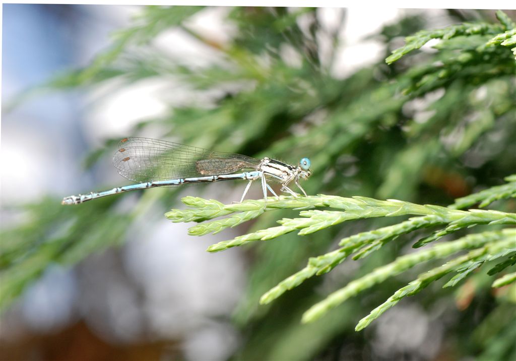 Coenagrion puella?